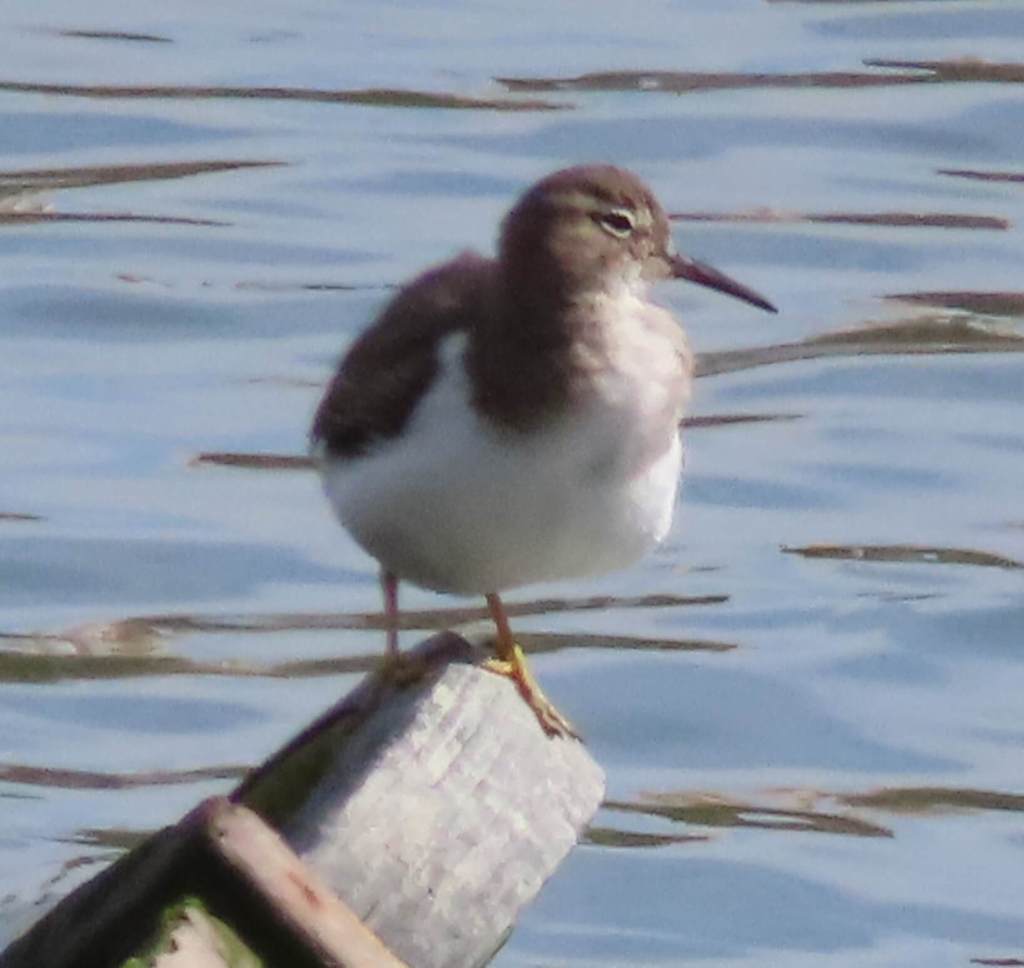 Spotted Sandpiper