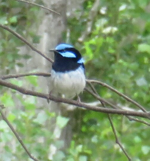 Superb Fairywren