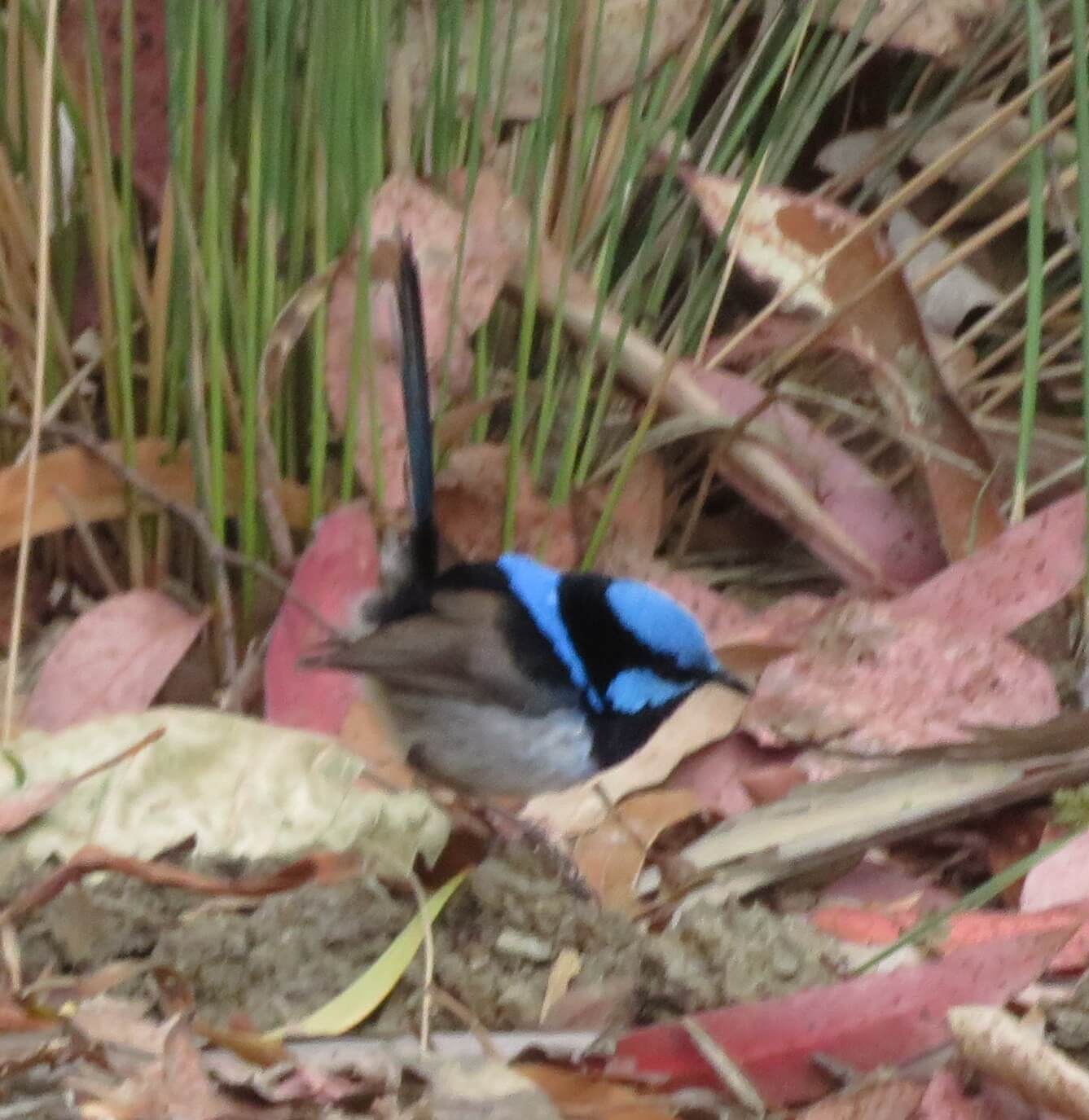 Superb Fairywren