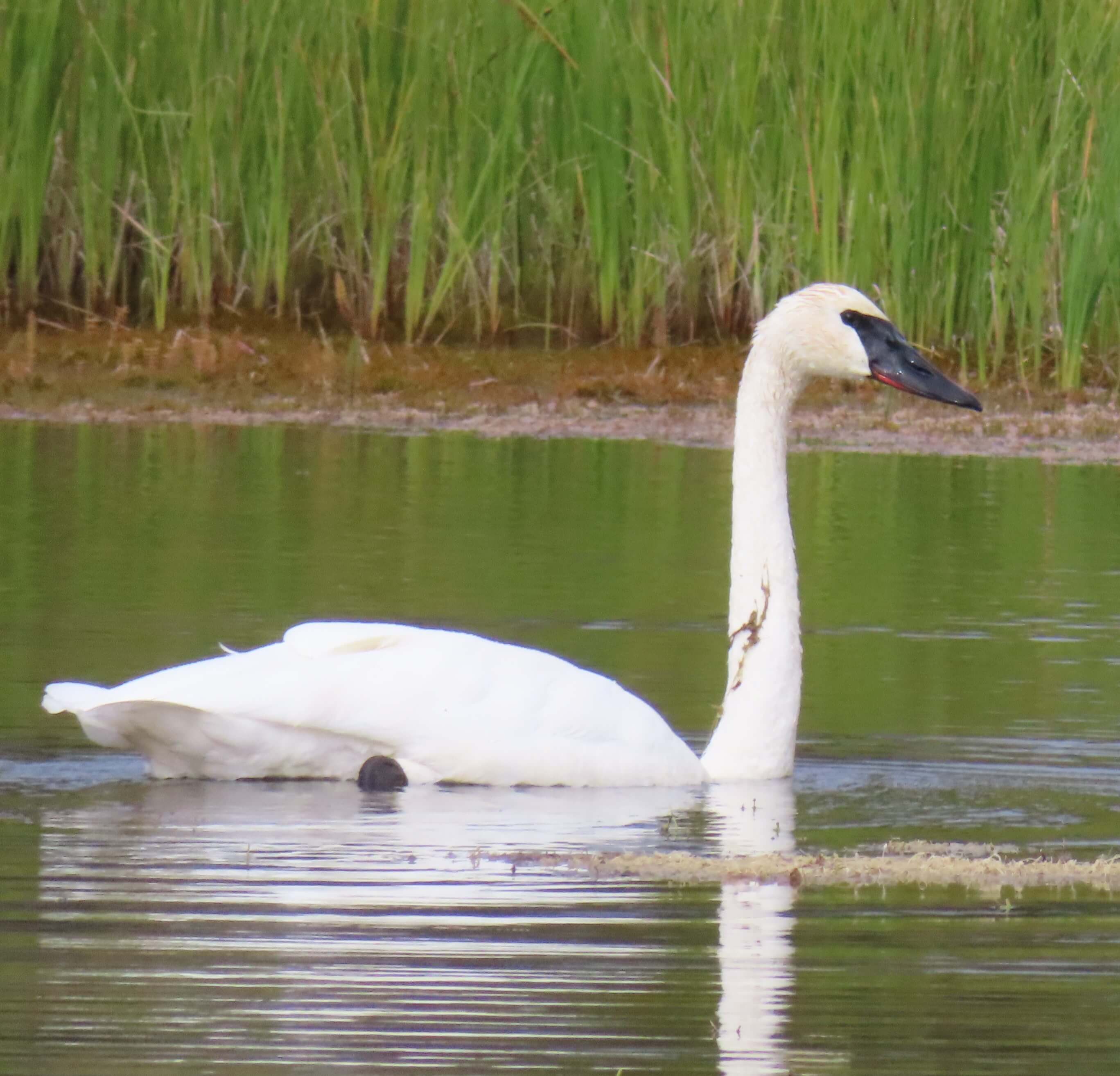 Trumpeter Swan