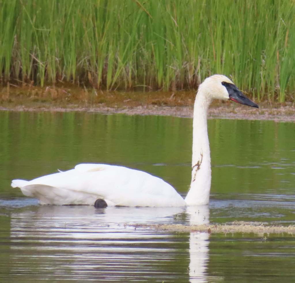 Trumpeter Swan