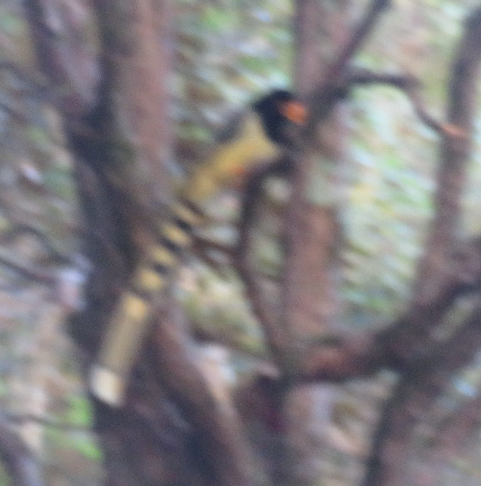 Yellow-Billed Blue Magpie