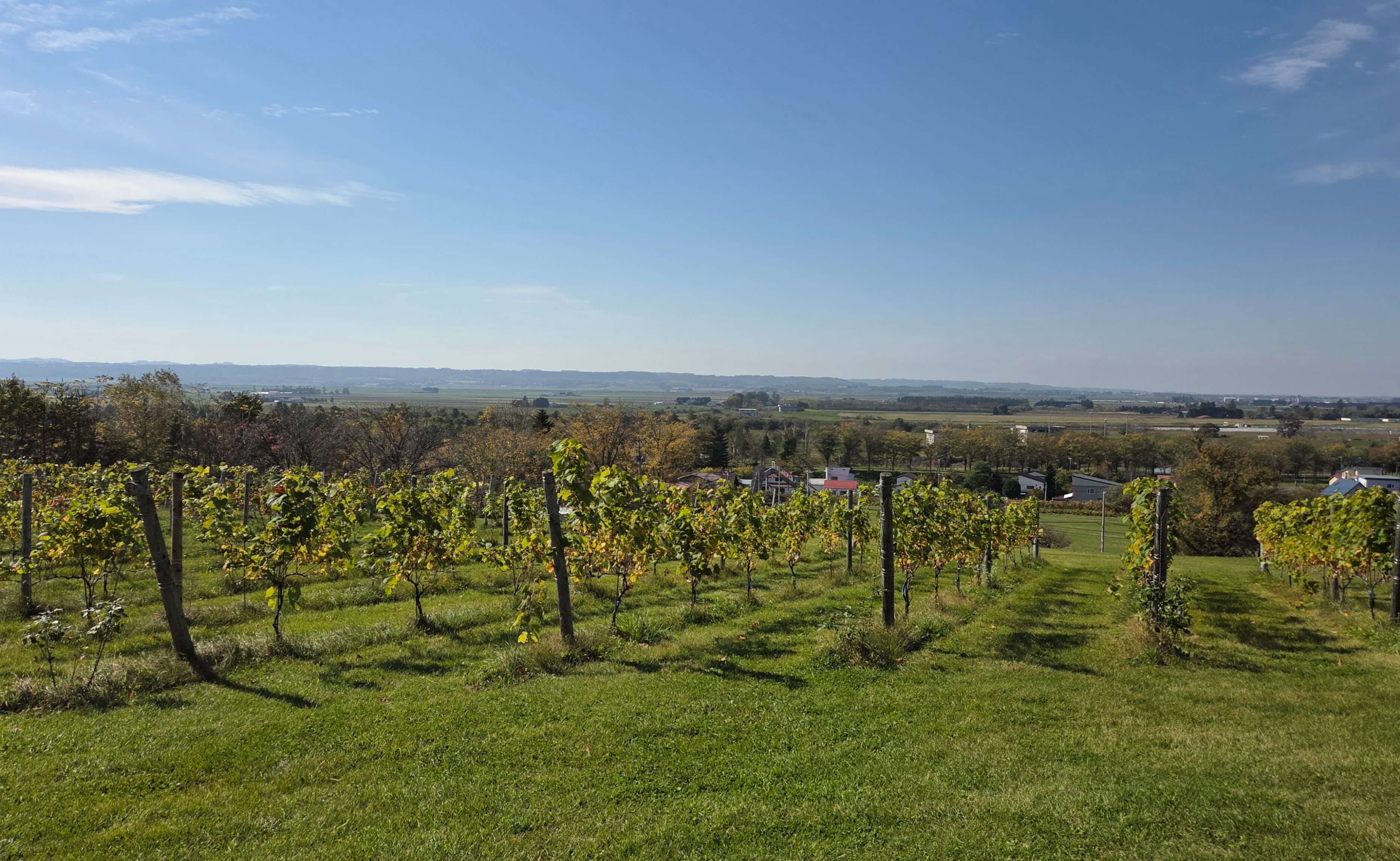 Ikeda Vineyard