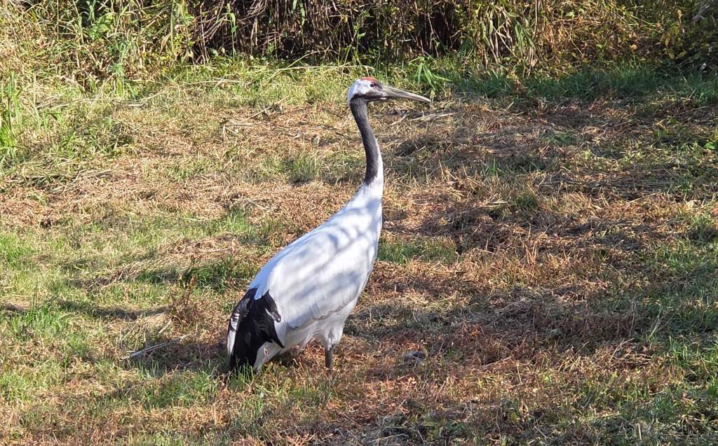 Red-crowned Crane