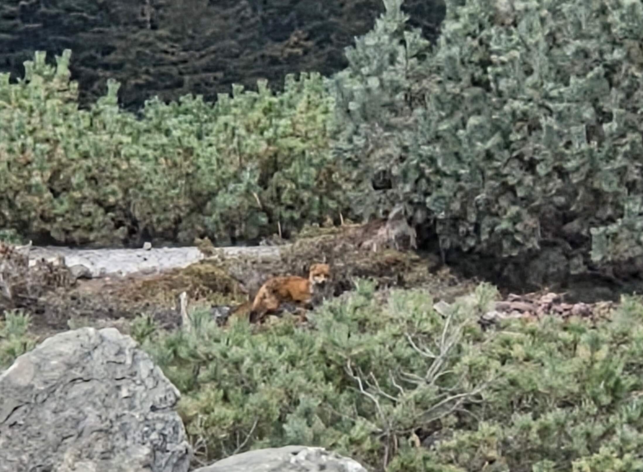 Hokkaido Fox