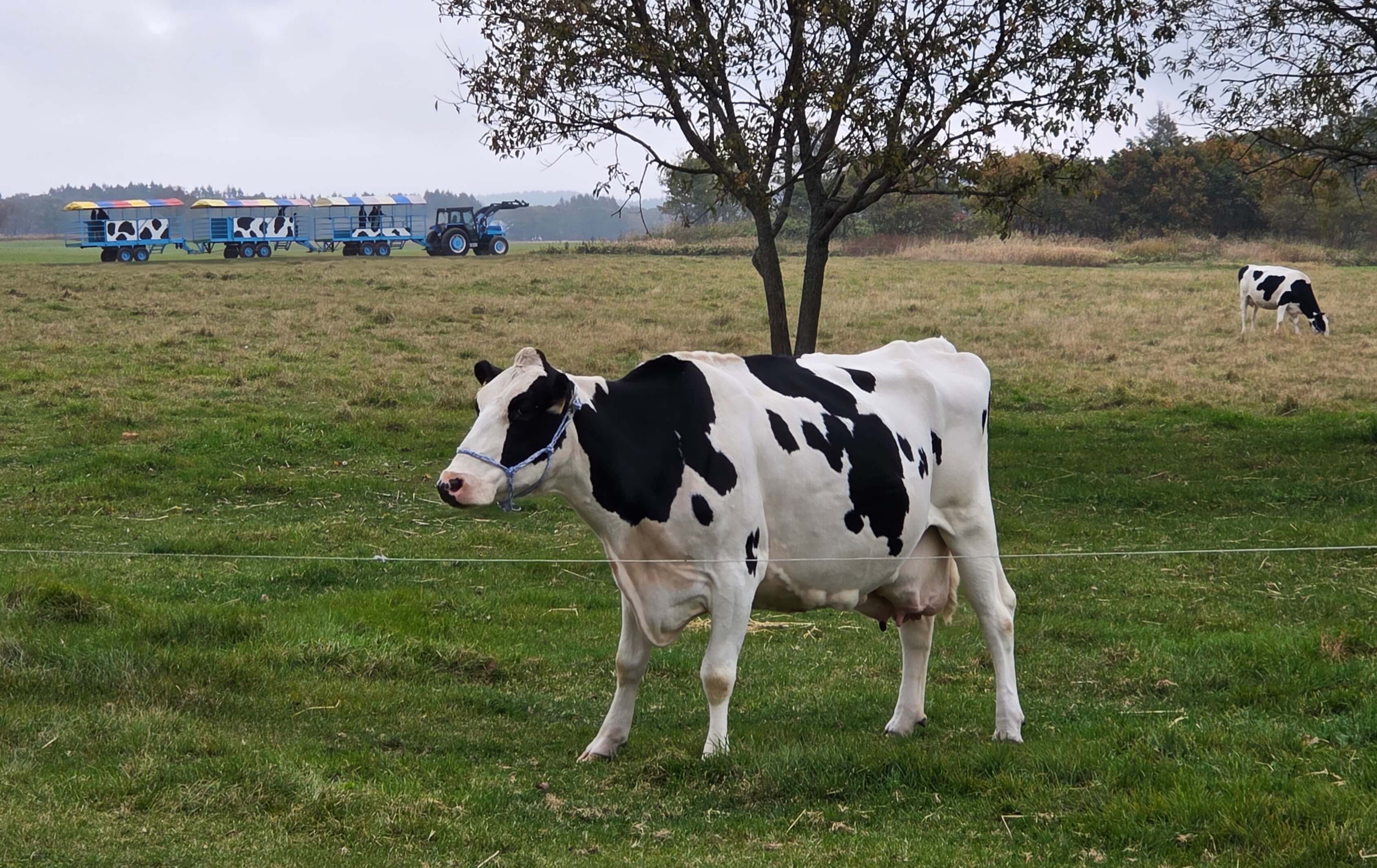 Hokkaido Cow