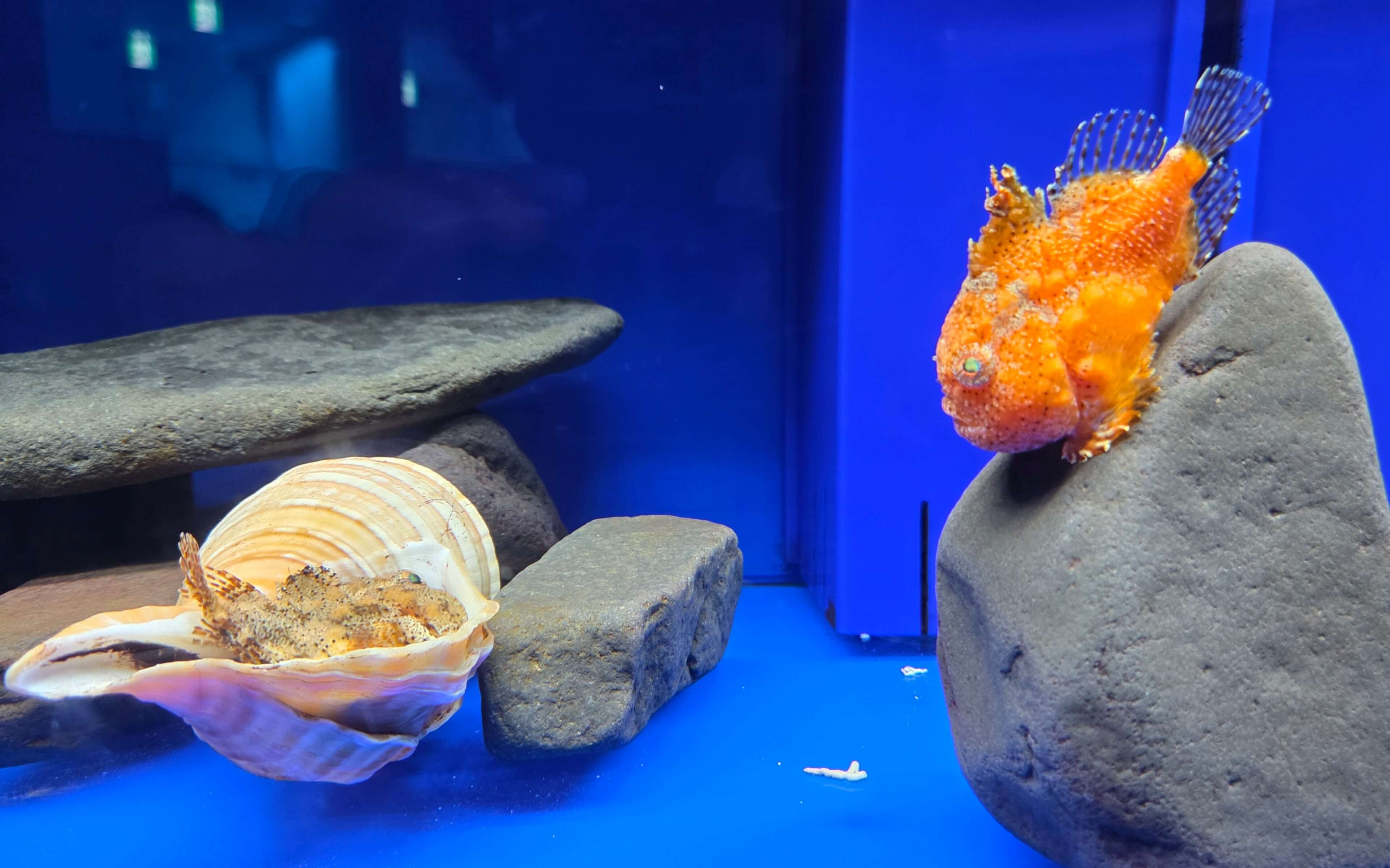 Balloon Lumpfish