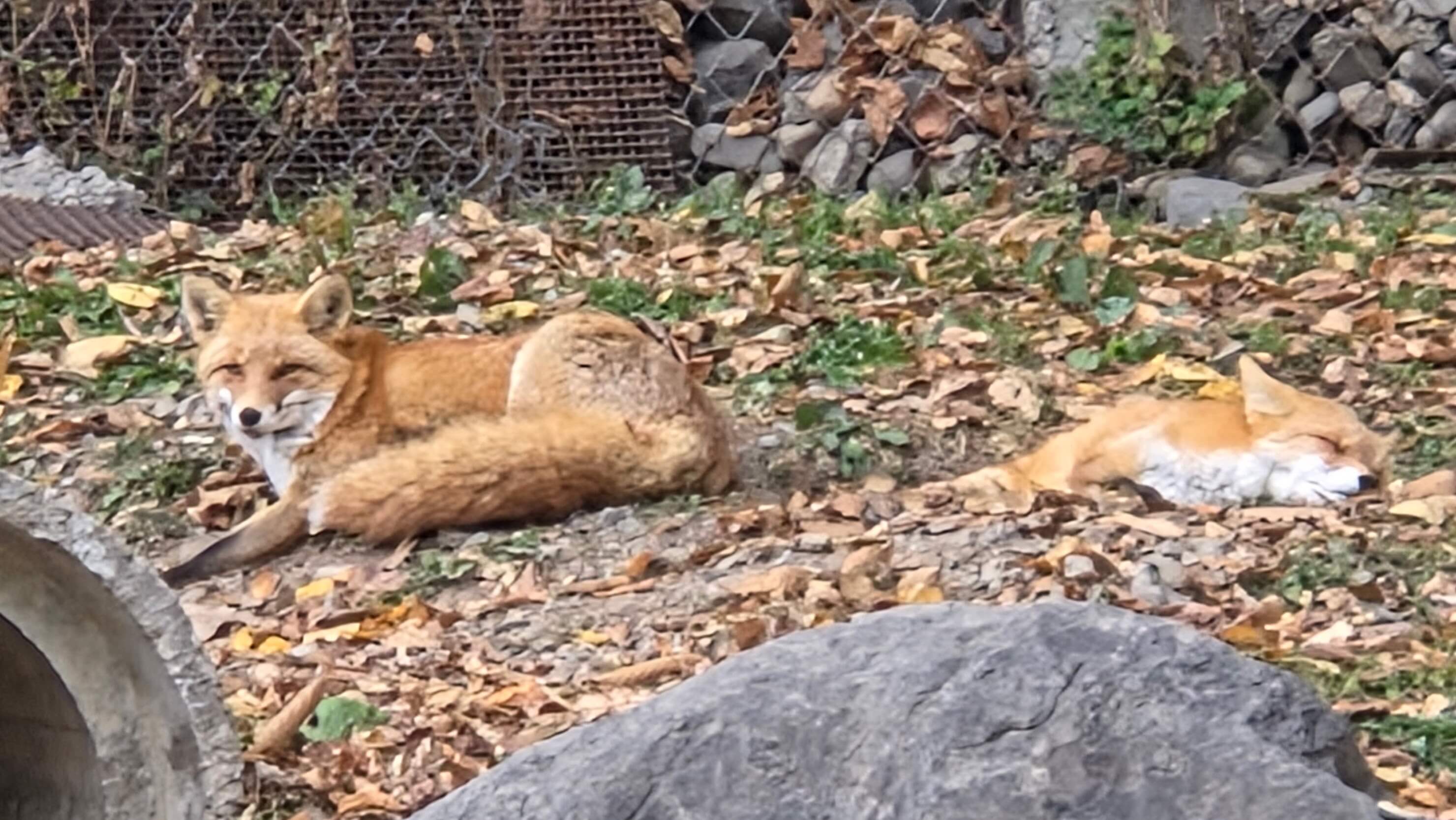 Hokkaido foxes