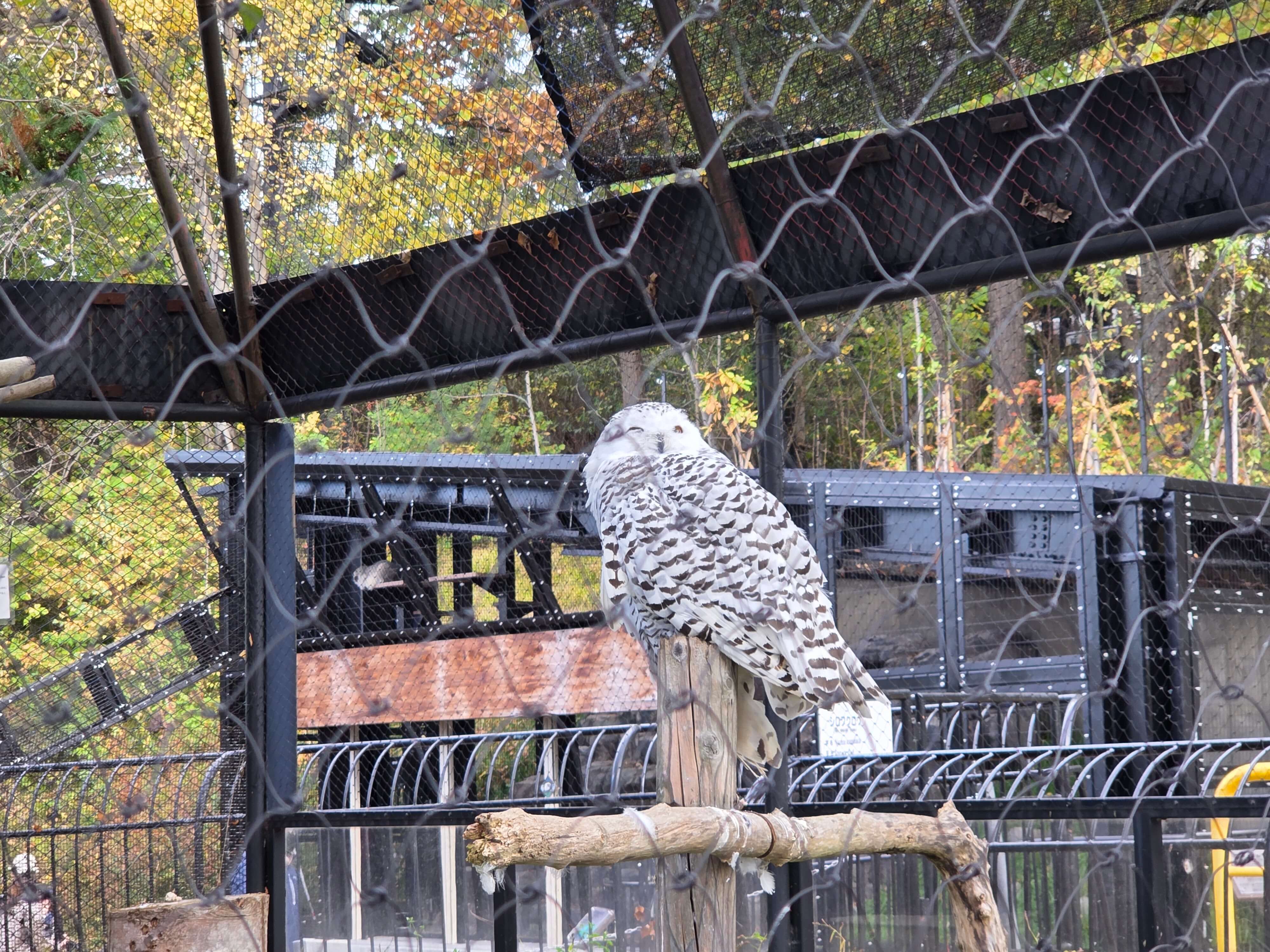 Snowy Owl