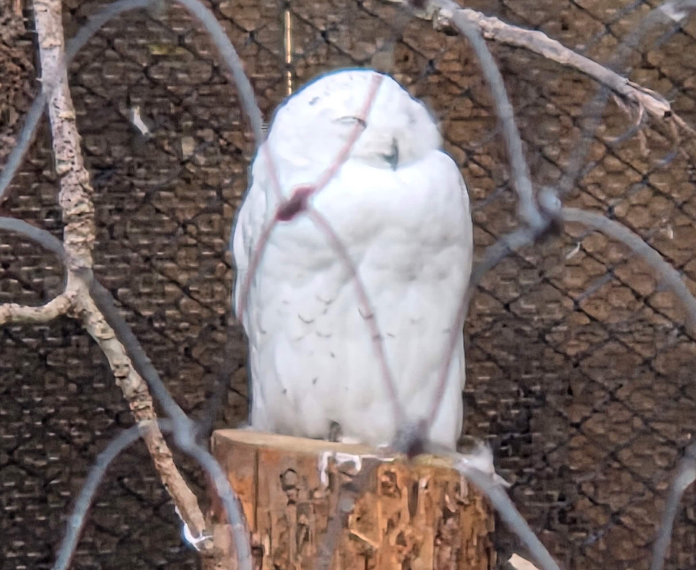 Snowy Owl