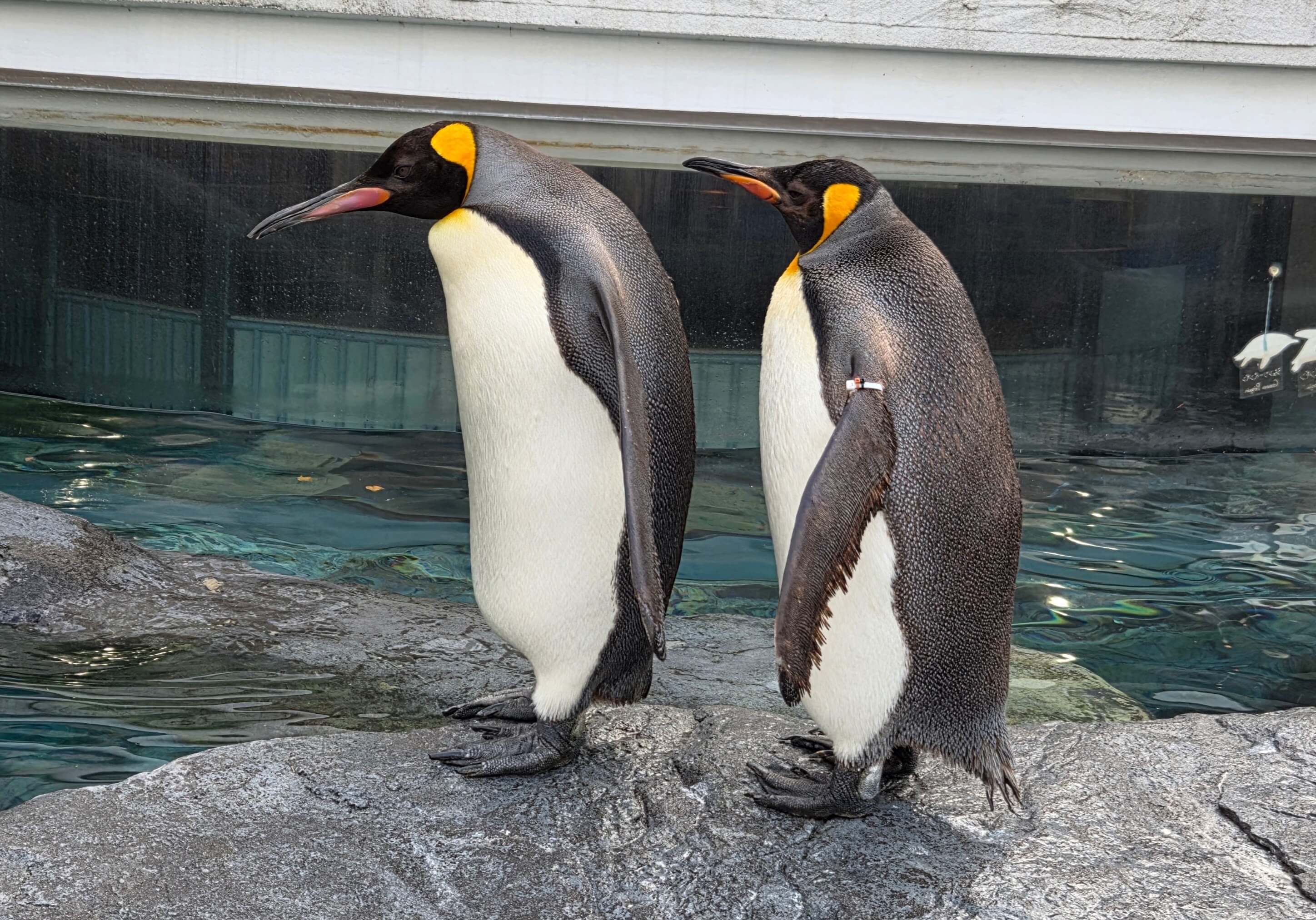 King Penguins
