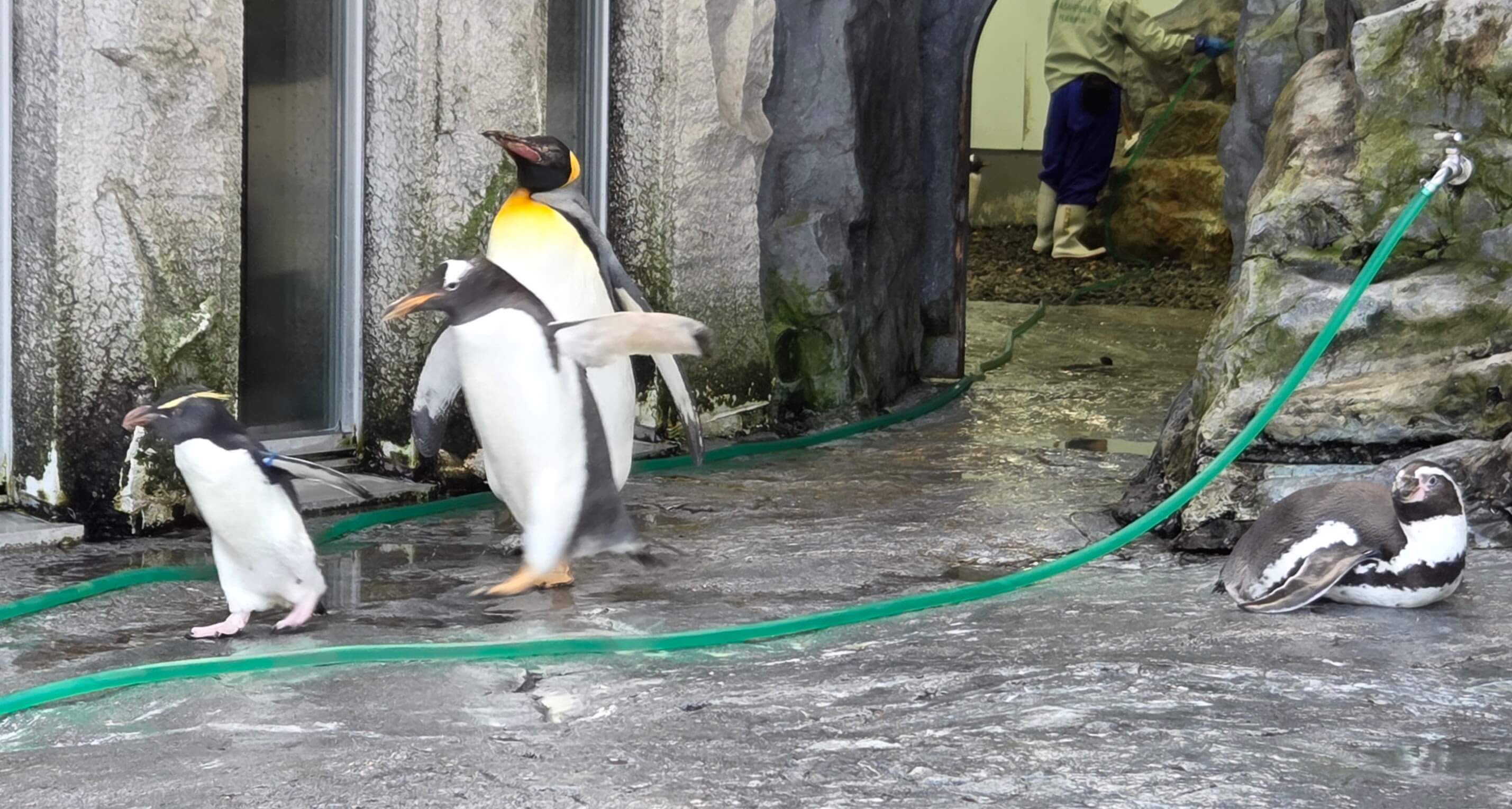 All 4 penguin species