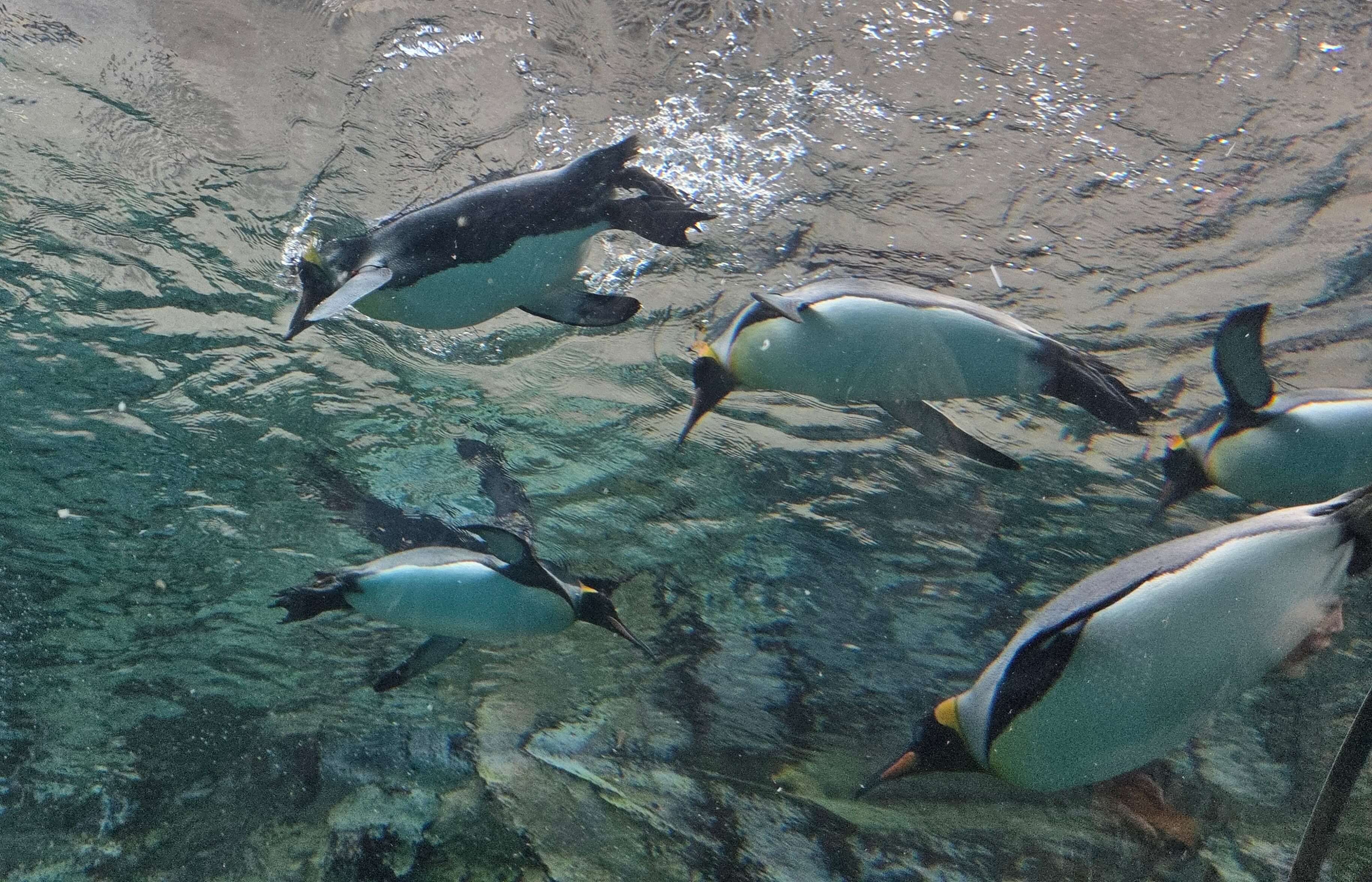 Penguins swimming