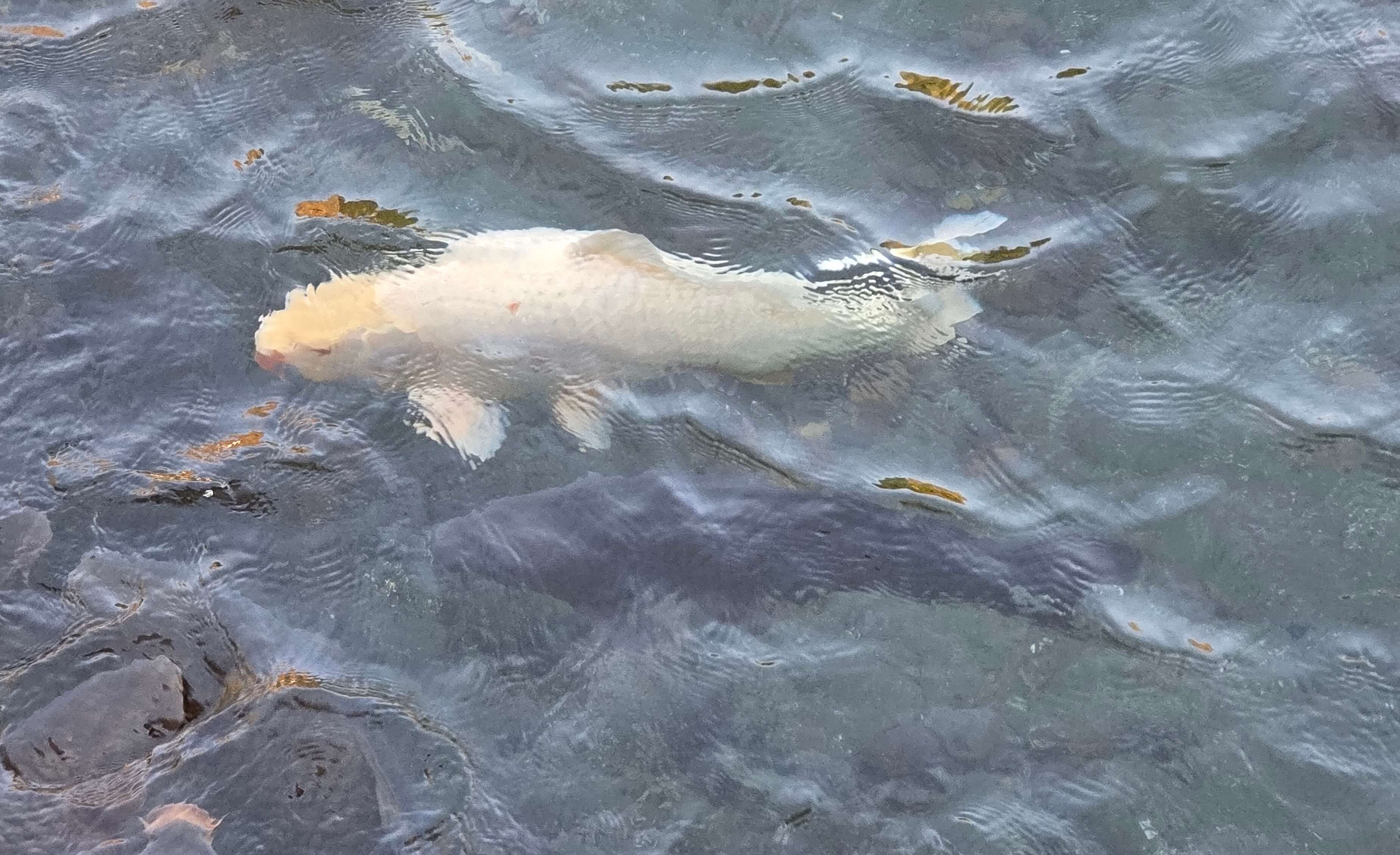 Fish in the water