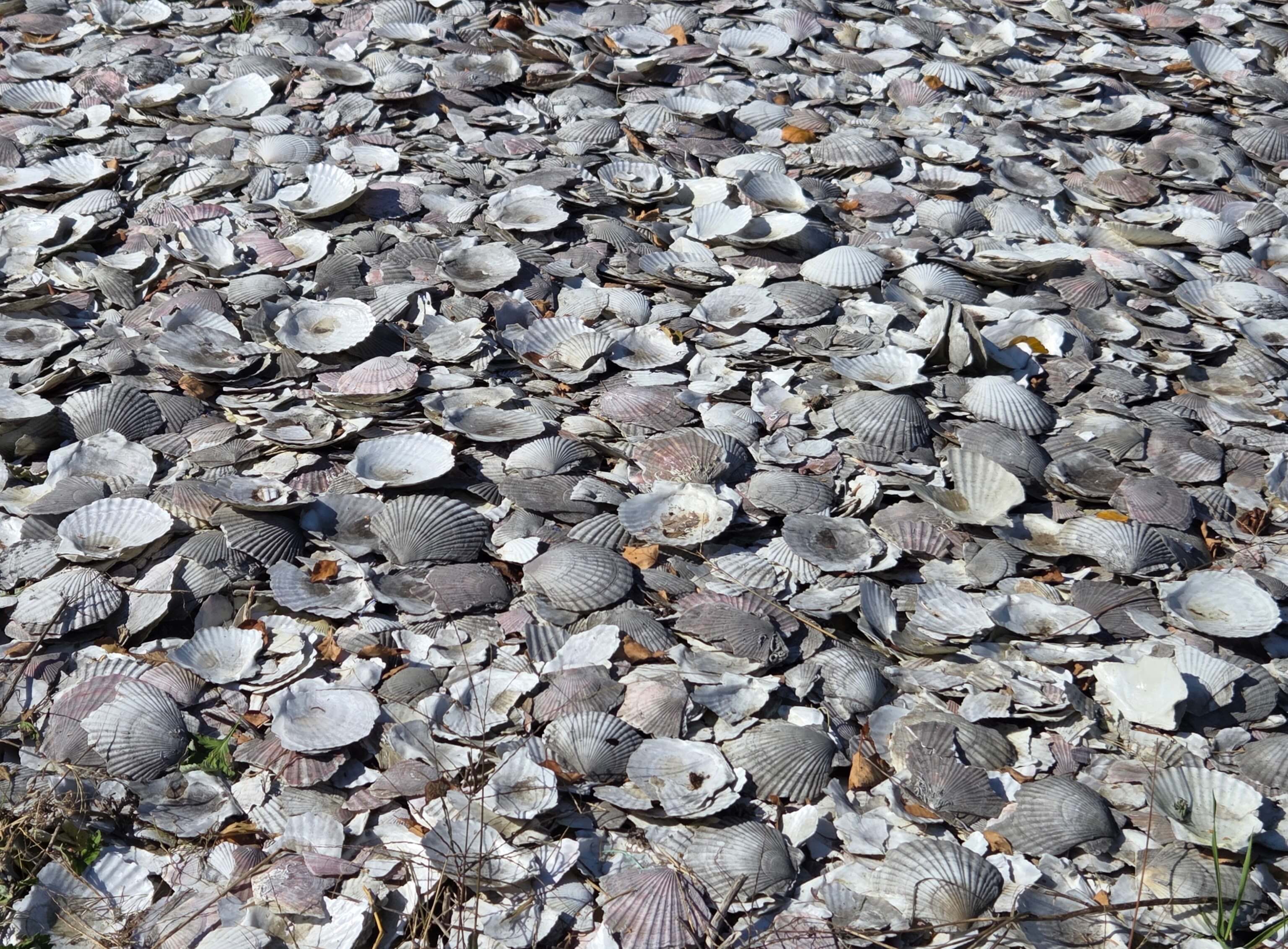 Closer look of the shells