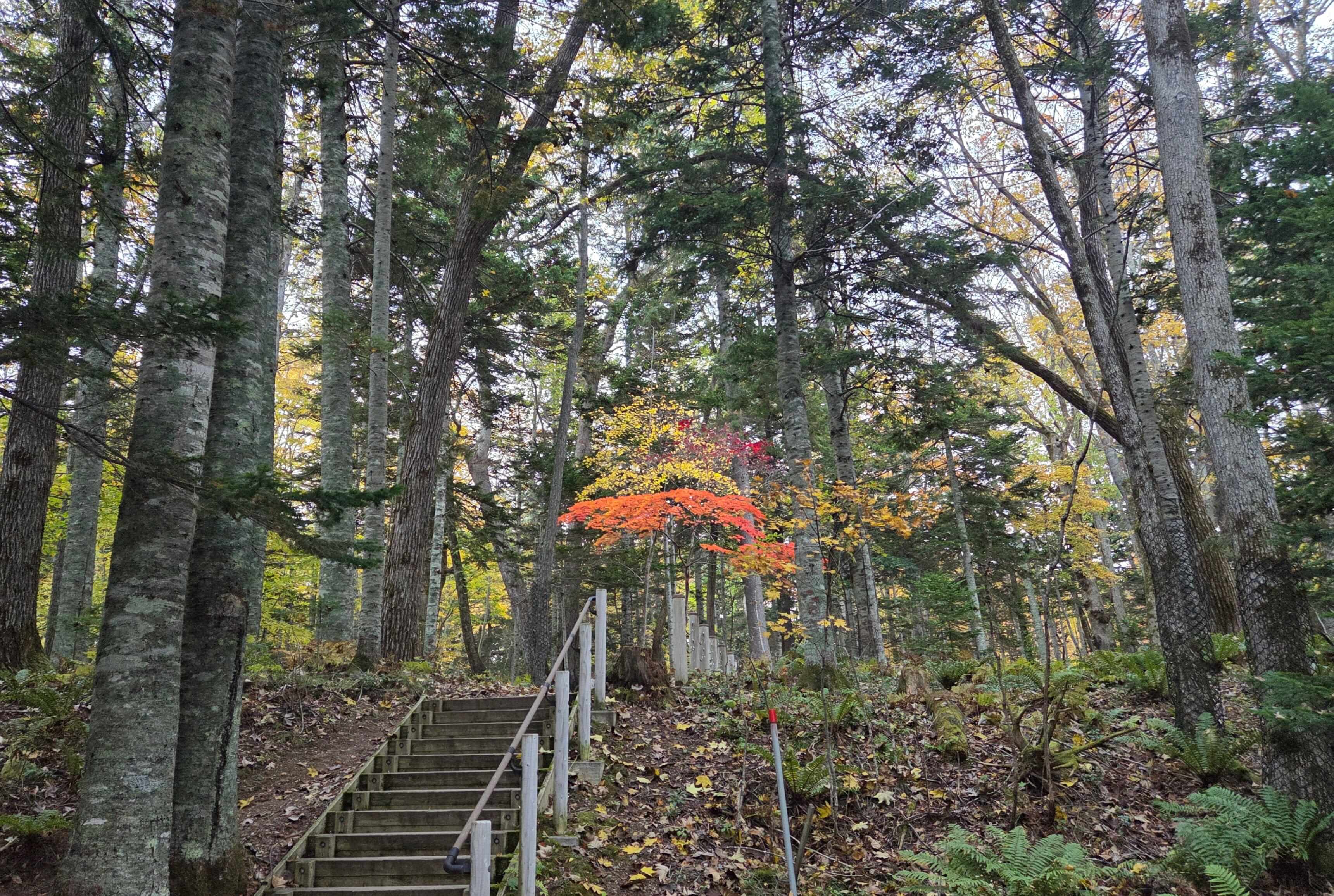 Fall colors