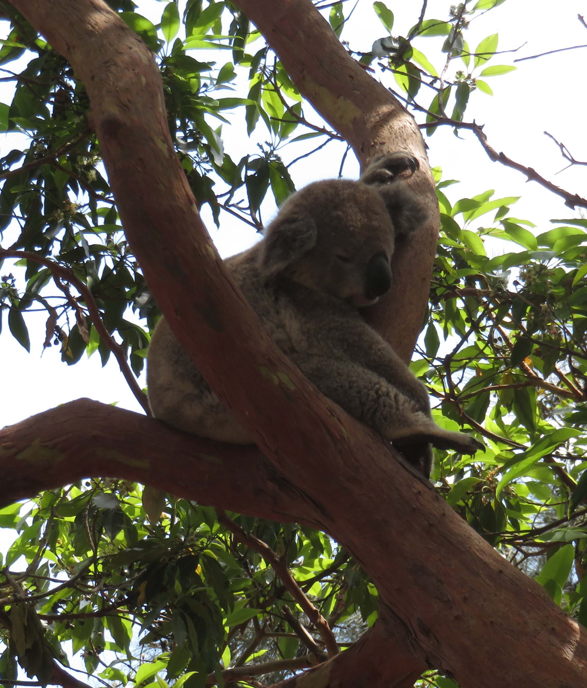 Koala