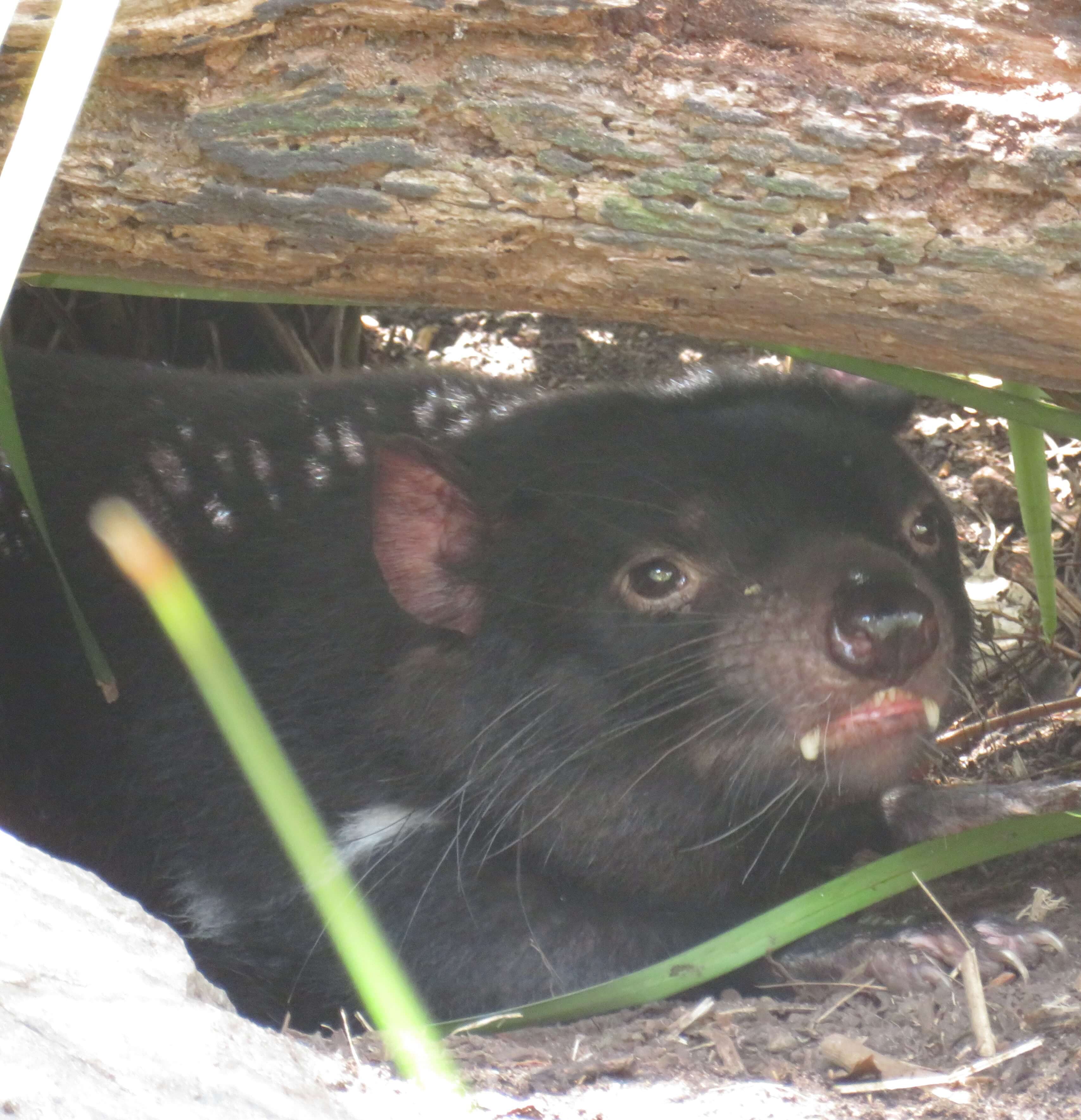 Tasmanian Devil