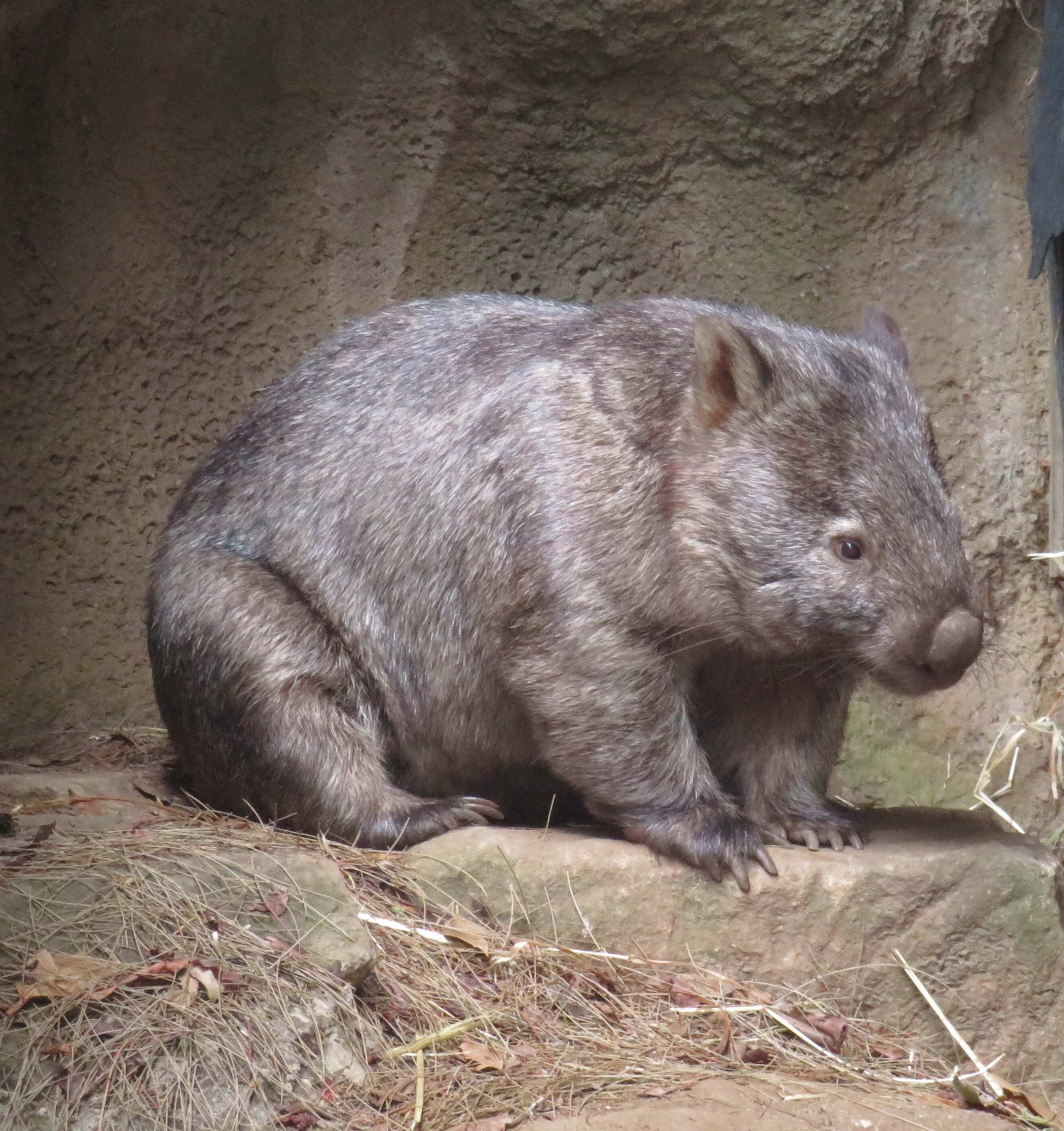 Wombat